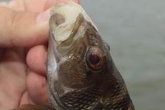 Centropristis striata