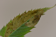 Agromyza spiraeoidearum