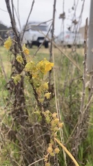 Tropaeolum brachyceras