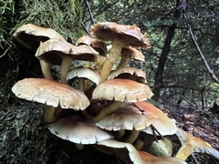 Hypholoma