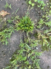 Dichanthelium acuminatum