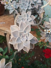 Graptopetalum