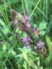 Dactylorhiza praetermissa junialis