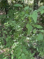Carpinus caroliniana caroliniana