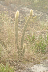Arthrocereus melanurus