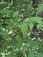 Carpinus caroliniana caroliniana