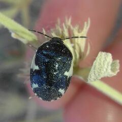 Tritomegas sexmaculatus