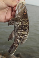 Centropristis striata