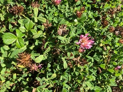Trifolium wormskioldii