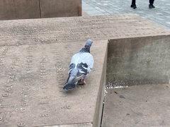 Columba livia domestica