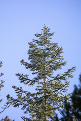 Abies concolor