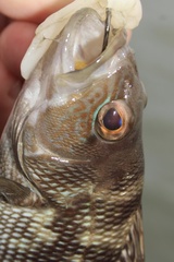 Centropristis striata