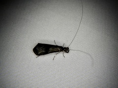 Mystacides azureus