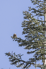 Abies concolor