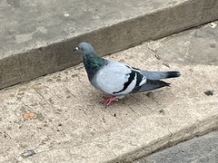 Columba livia domestica