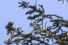 Abies concolor