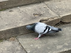 Columba livia domestica