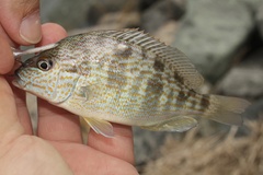 Orthopristis chrysoptera