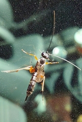 Pimpla
