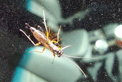 Pimpla