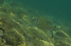 Sparus auratus