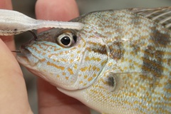 Orthopristis chrysoptera