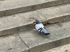 Columba livia domestica