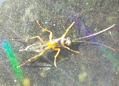 Pimpla