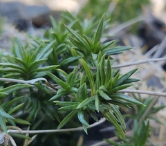 Phlox subulata