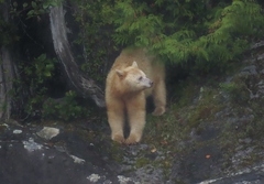 Ursus americanus kermodei