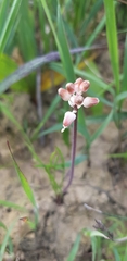 Lachenalia polyphylla
