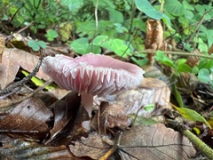 Mycena rosea
