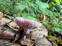 Mycena rosea