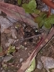 Melanogryllus desertus