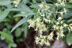 Brickellia eupatorioides