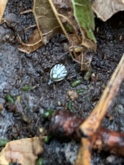 Eustala anastera