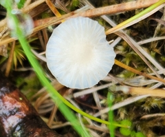 Cuphophyllus virgineus