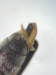 Agrilus masculinus