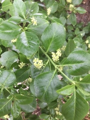 Euonymus hederaceus