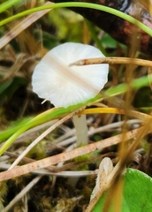 Cuphophyllus virgineus