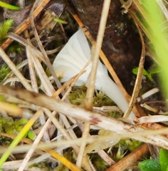 Cuphophyllus virgineus