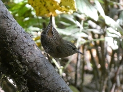 Troglodytes pacificus