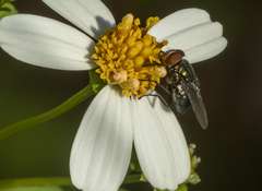 Chrysomya rufifacies