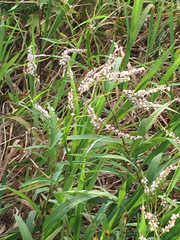 Persicaria glabra