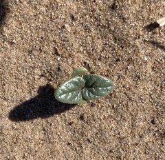 Proboscidea althaeifolia