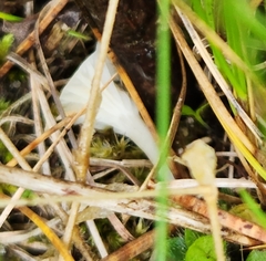 Cuphophyllus virgineus