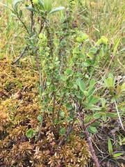 Betula michauxii
