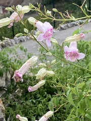 Podranea ricasoliana