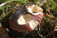 Russula atropurpurea
