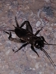 Melanogryllus desertus